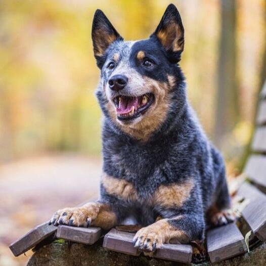 Australian cattle hot sale puppies